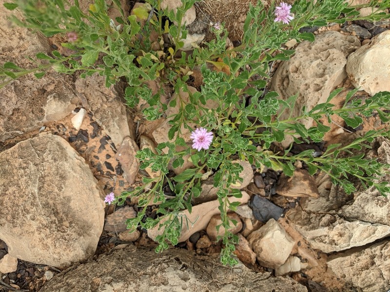 Streptoglossa liatroides photo 3