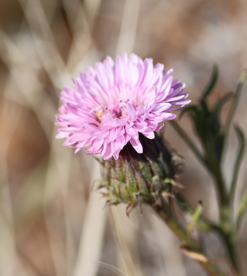 Streptoglossa liatroides photo 4