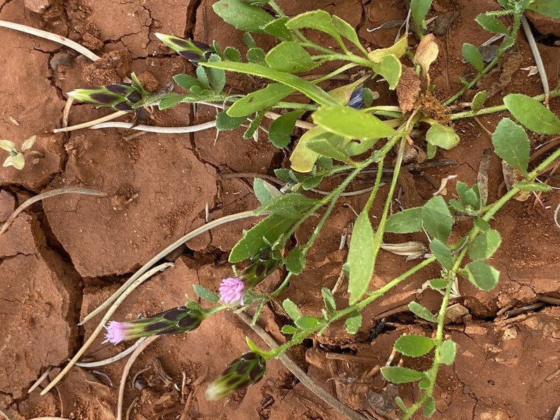 Streptoglossa liatroides photo 7