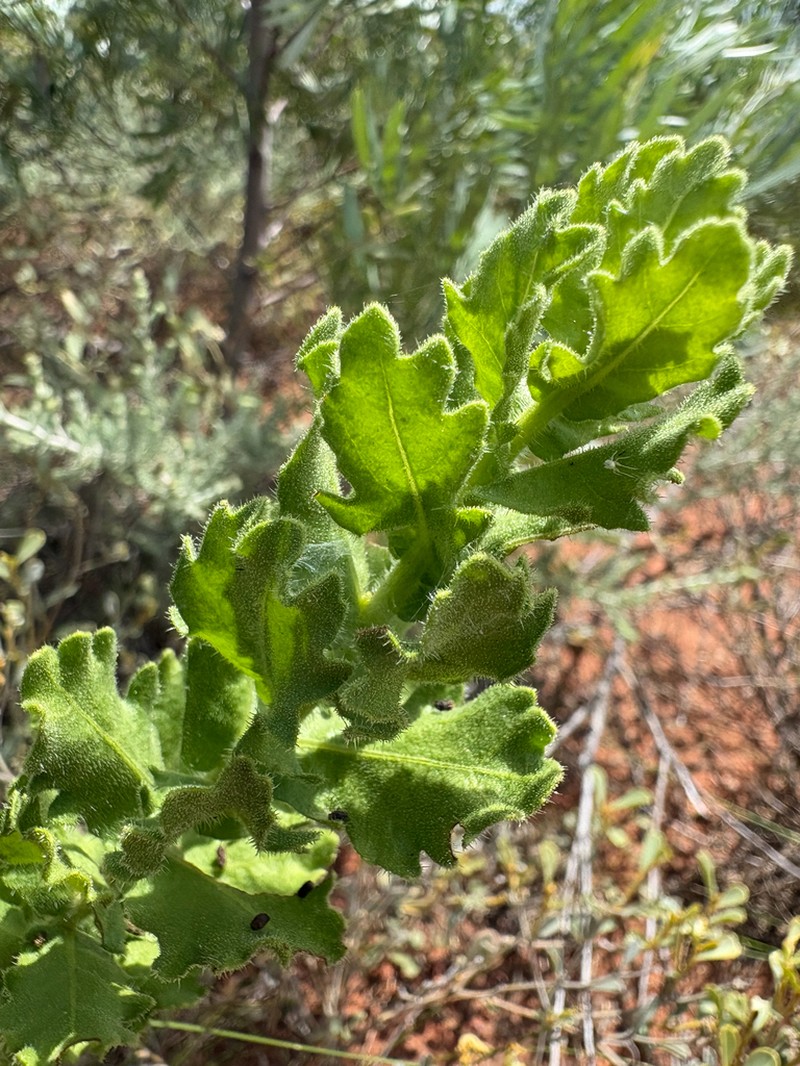 Streptoglossa macrocephala photo 3
