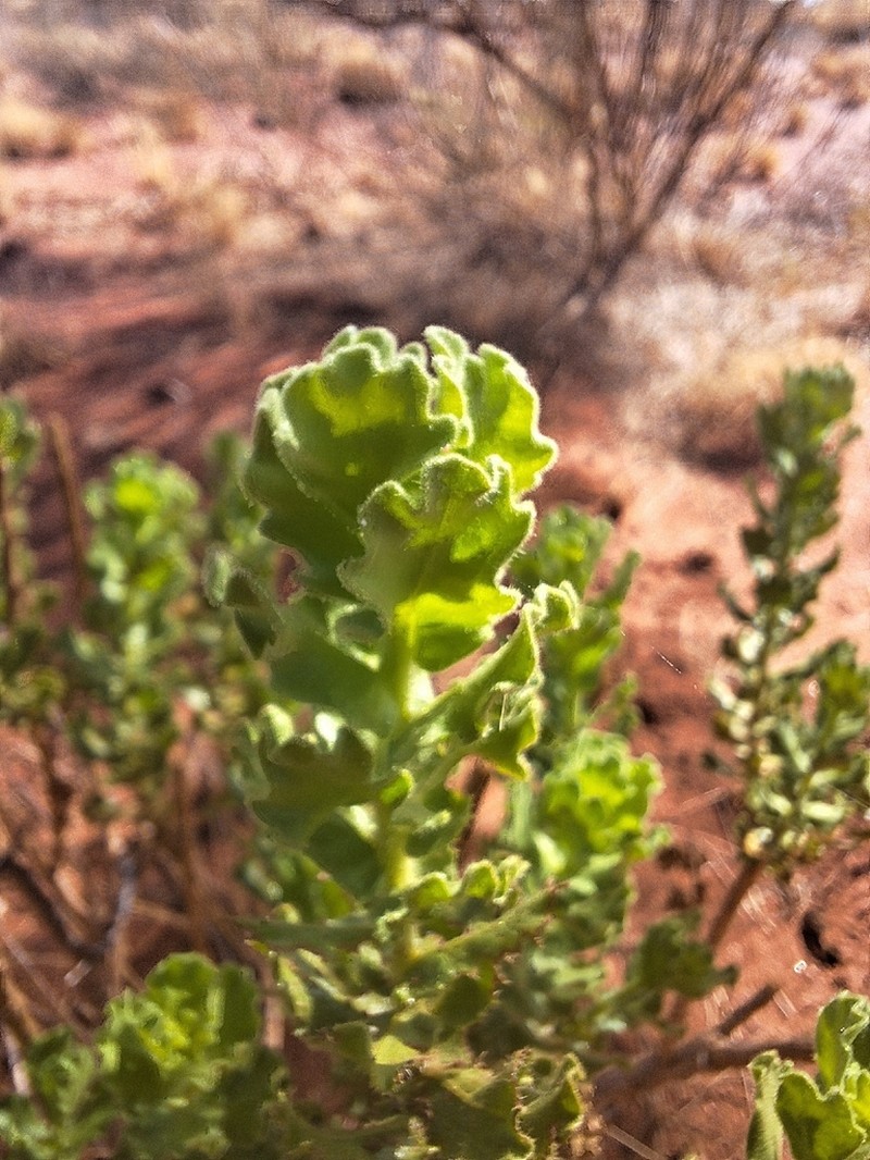 Streptoglossa macrocephala photo 4