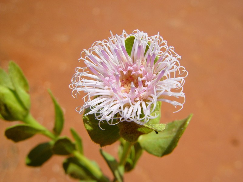 Streptoglossa macrocephala photo 5