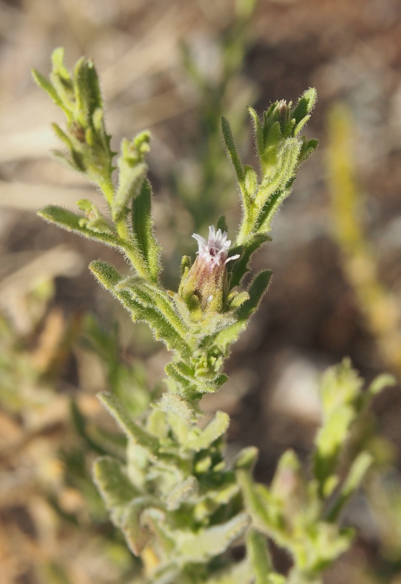 Streptoglossa odora
