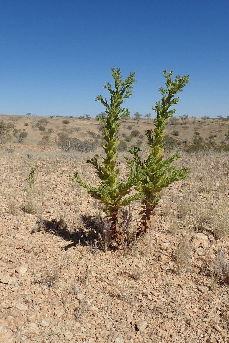 Streptoglossa odora photo 2