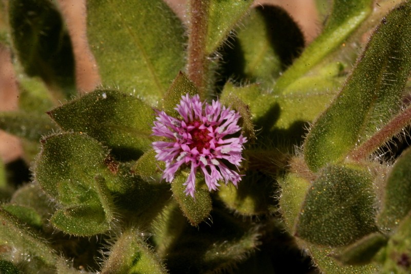 Streptoglossa odora photo 3