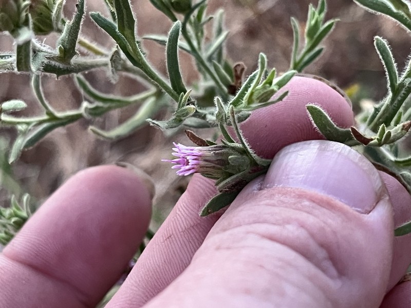 Streptoglossa odora photo 4