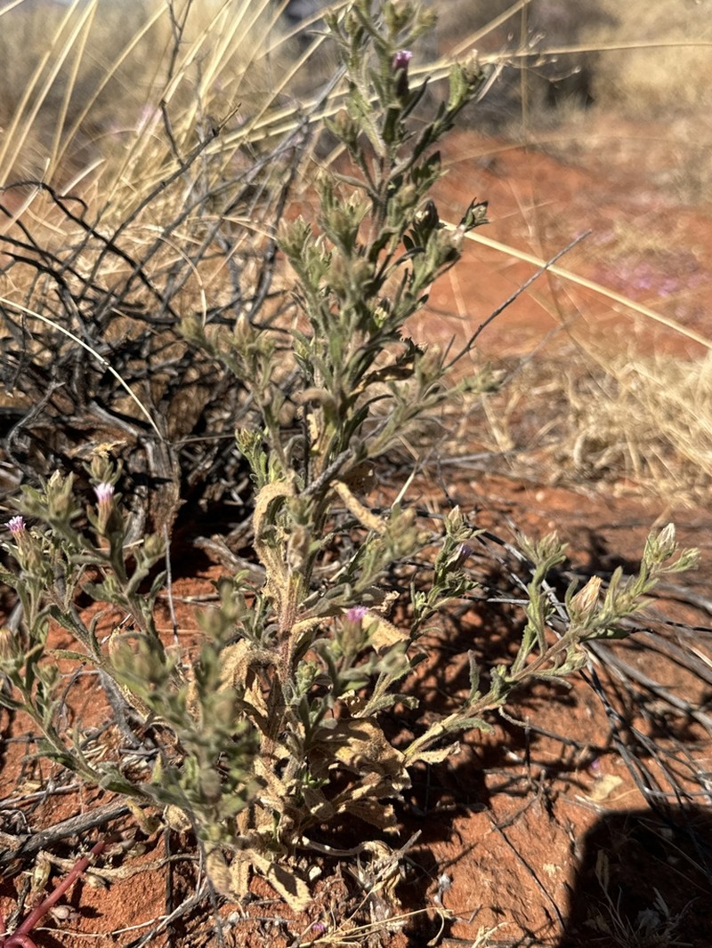 Streptoglossa odora photo 5