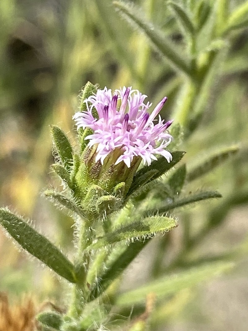 Streptoglossa odora photo 6