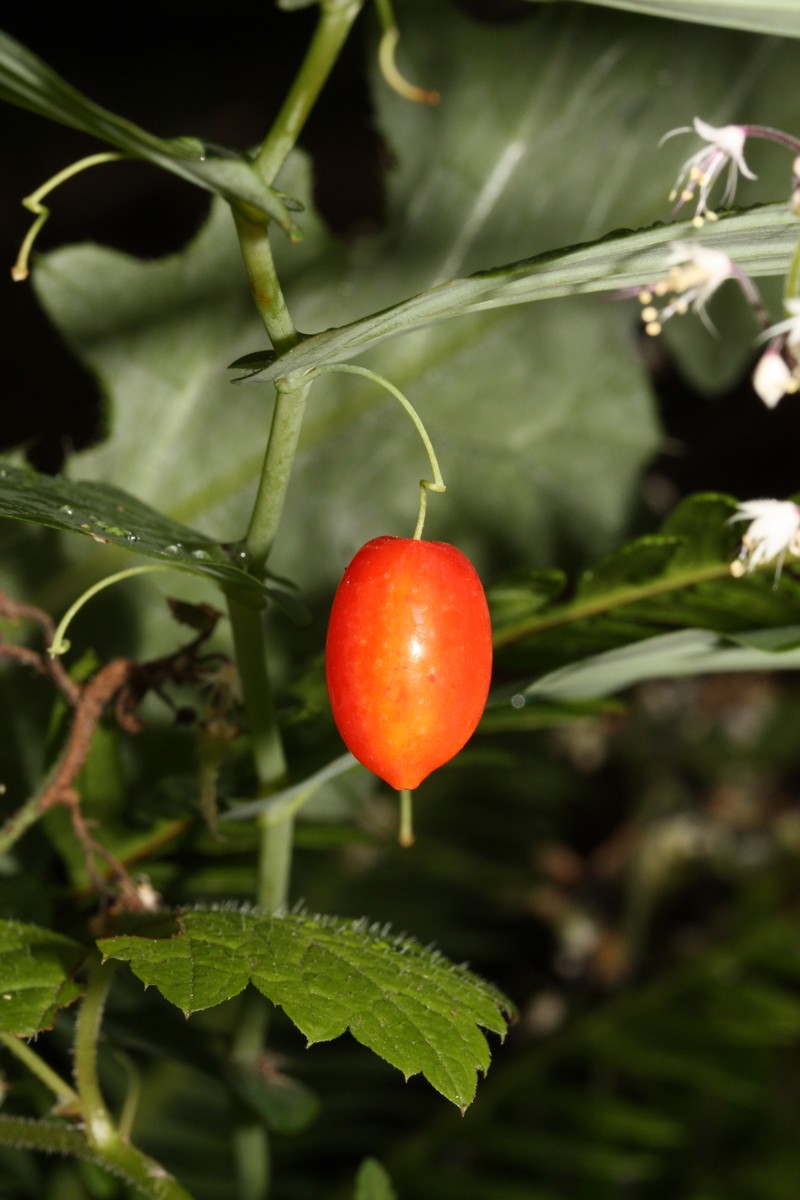 Claspleaf Twistedstalk photo 2