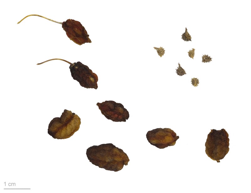 Claspleaf Twistedstalk photo 3