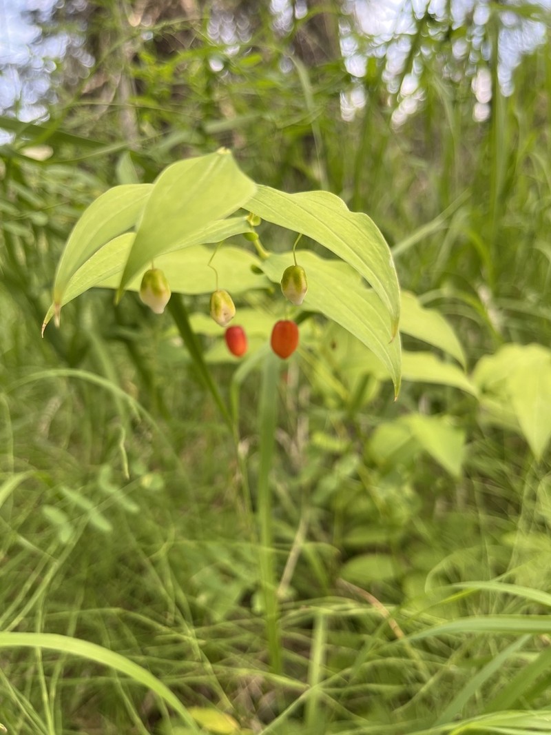 Claspleaf Twistedstalk photo 6