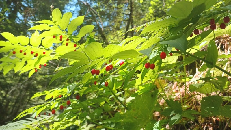 Claspleaf Twistedstalk photo 7