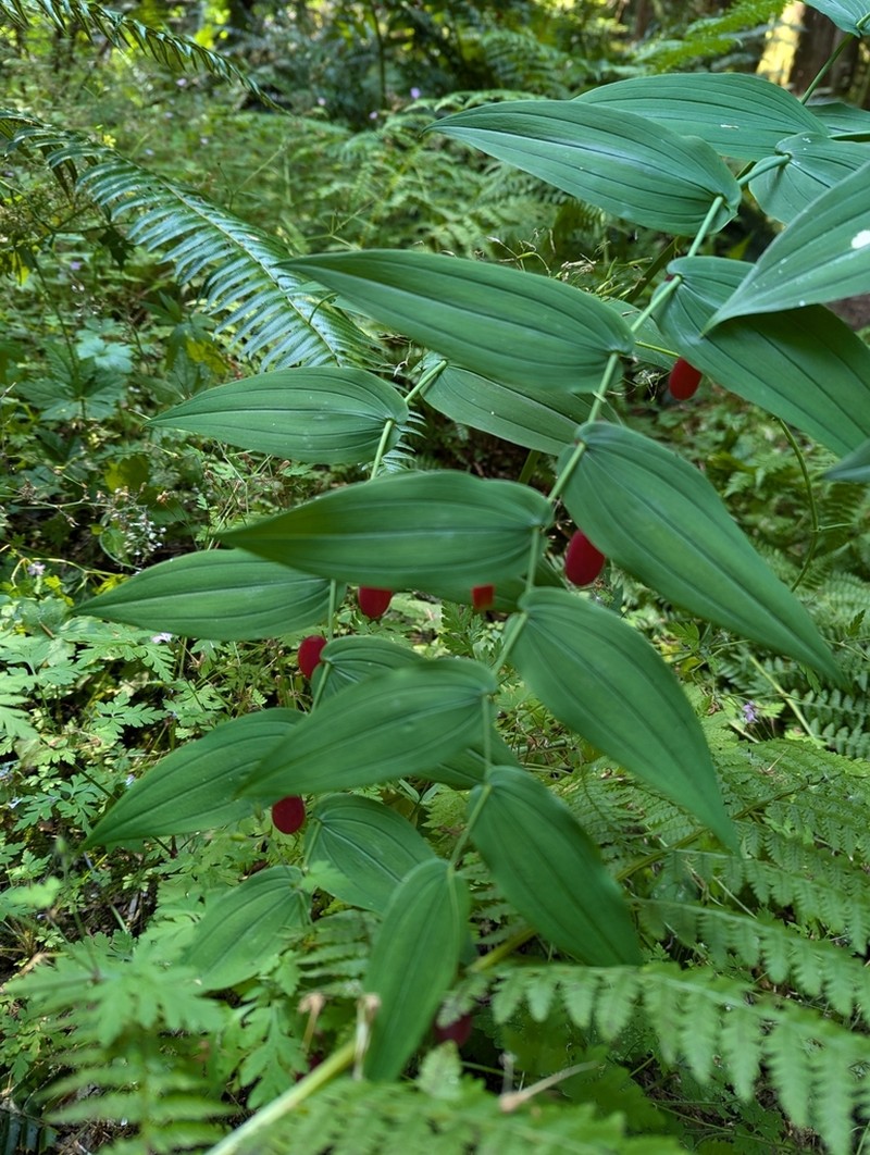 Claspleaf Twistedstalk photo 8