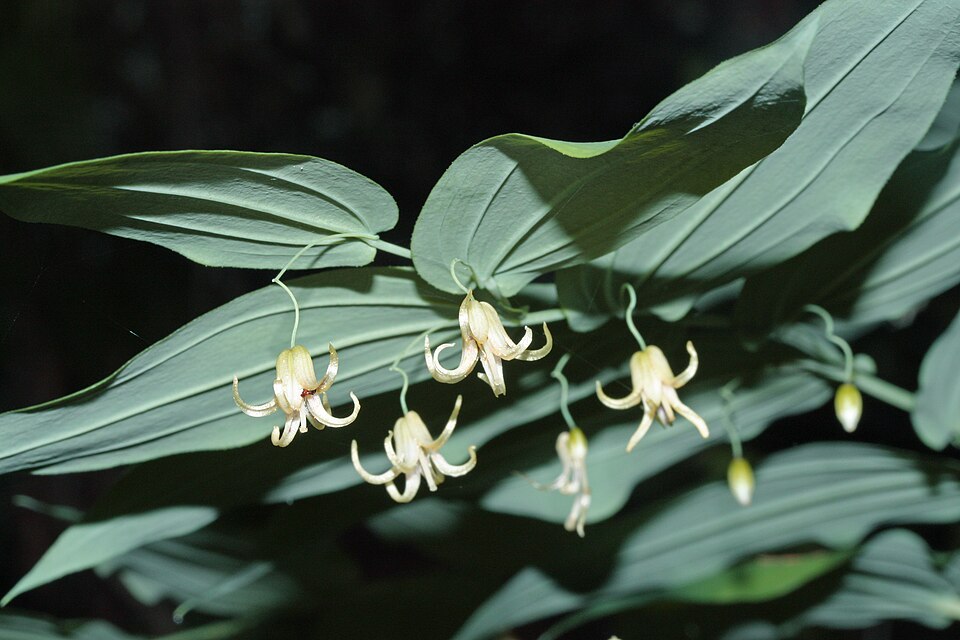 Claspleaf Twistedstalk photo 4