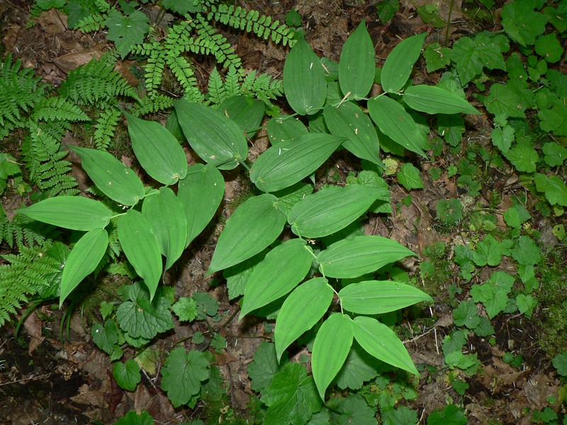 Claspleaf Twistedstalk