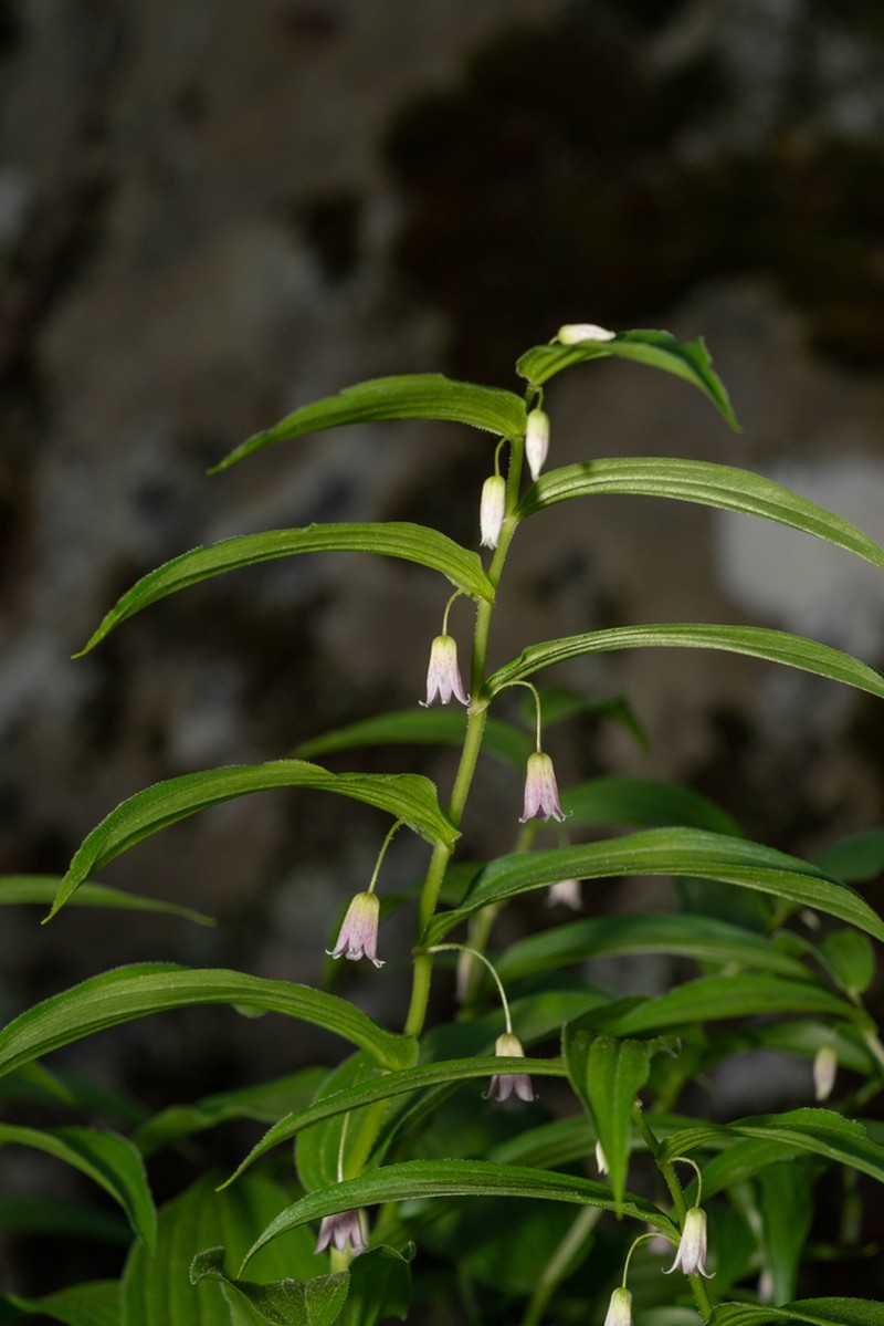 Twistedstalk photo 4