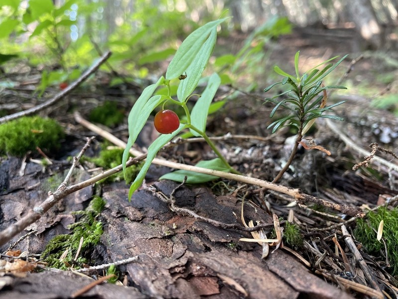 Small Twistedstalk