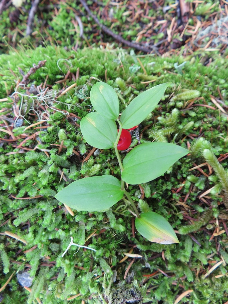 Small Twistedstalk photo 2