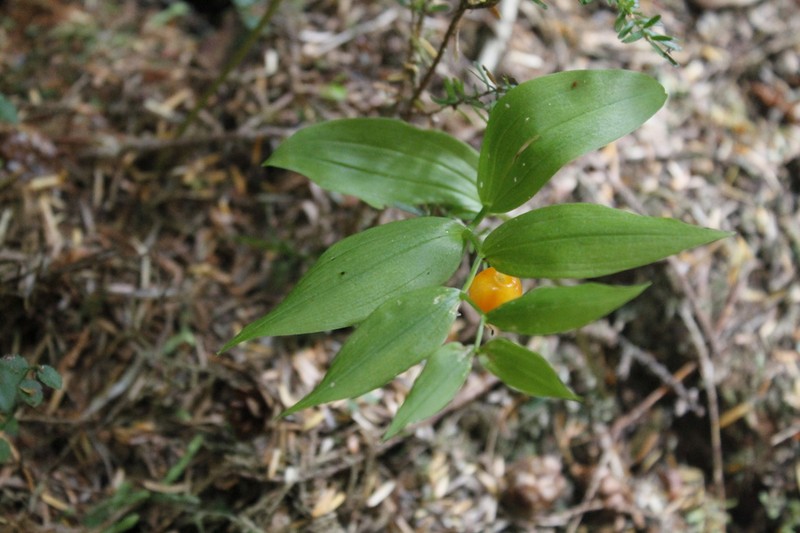 Small Twistedstalk photo 3