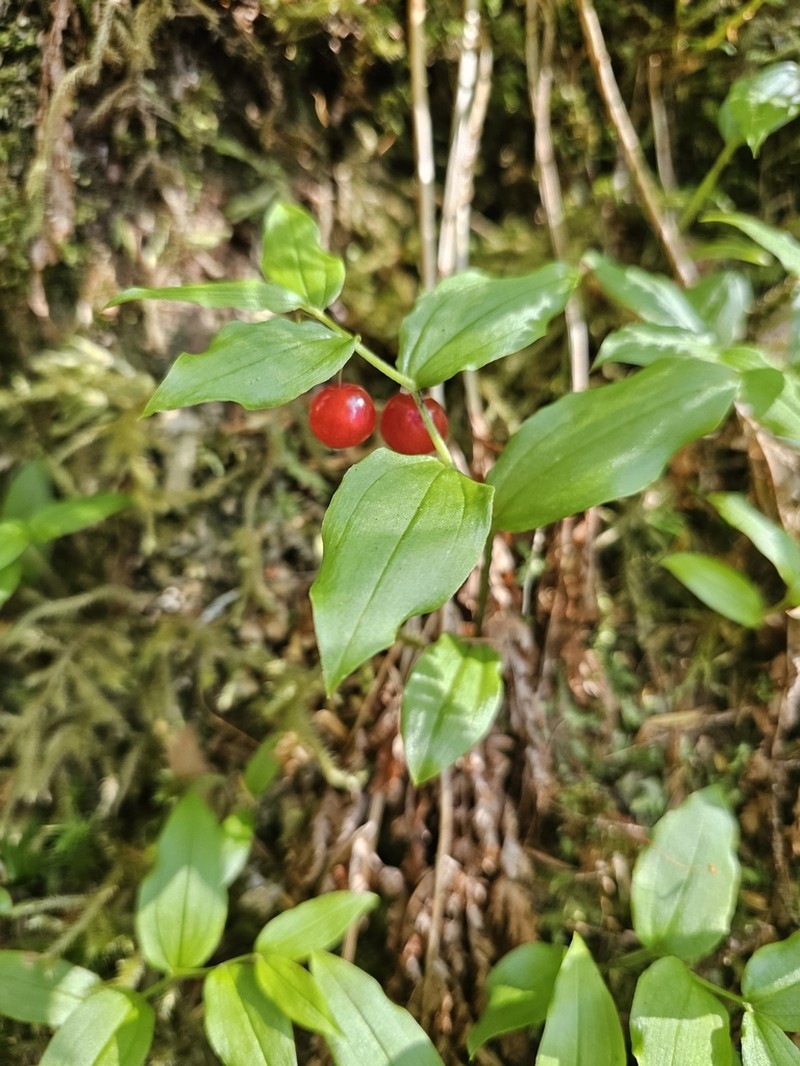 Small Twistedstalk photo 6