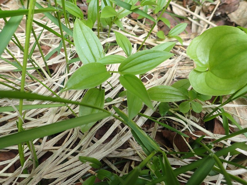 Small Twistedstalk photo 7