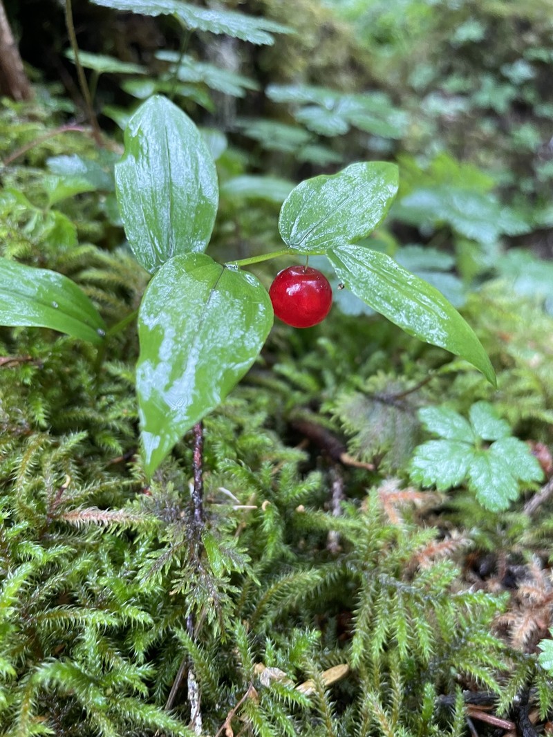 Streptopus streptopoides var. streptopoides photo 2