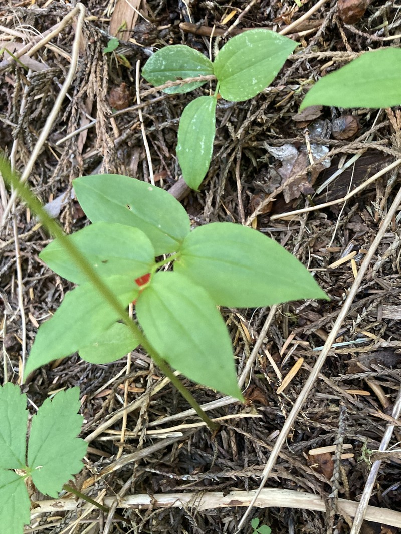 Streptopus streptopoides var. streptopoides photo 3