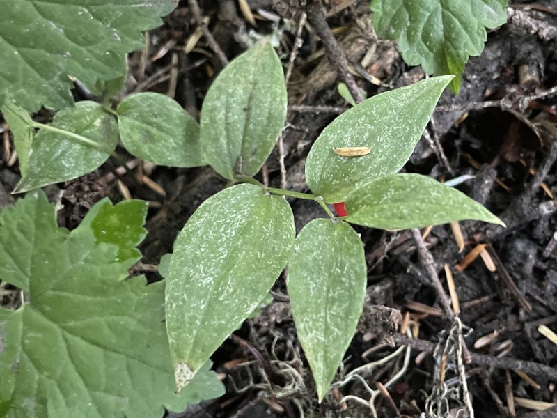 Streptopus streptopoides var. streptopoides photo 4