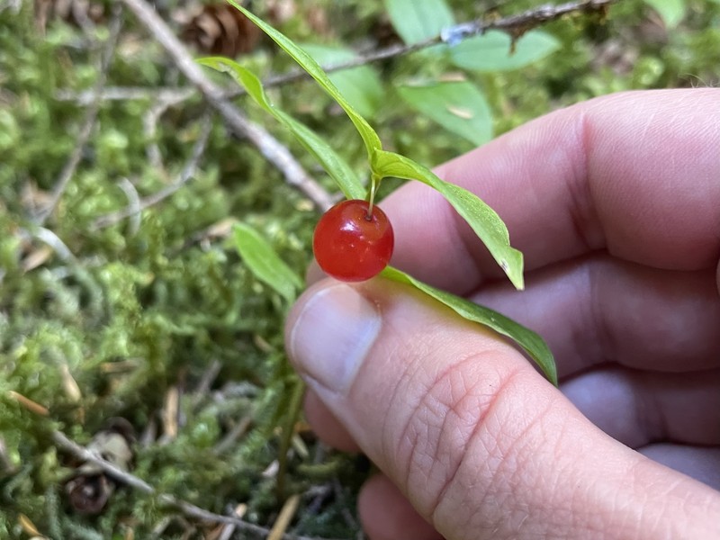 Streptopus streptopoides var. streptopoides photo 5