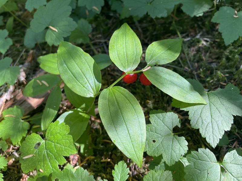 Streptopus streptopoides var. streptopoides photo 6