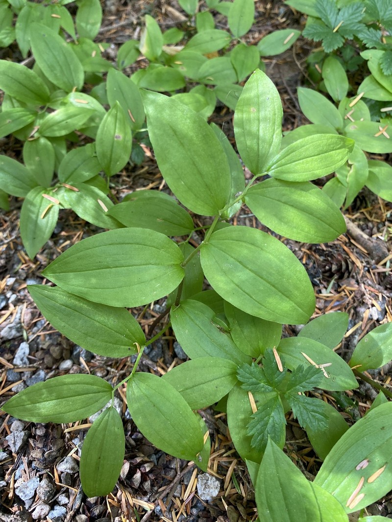 Streptopus streptopoides var. streptopoides photo 7
