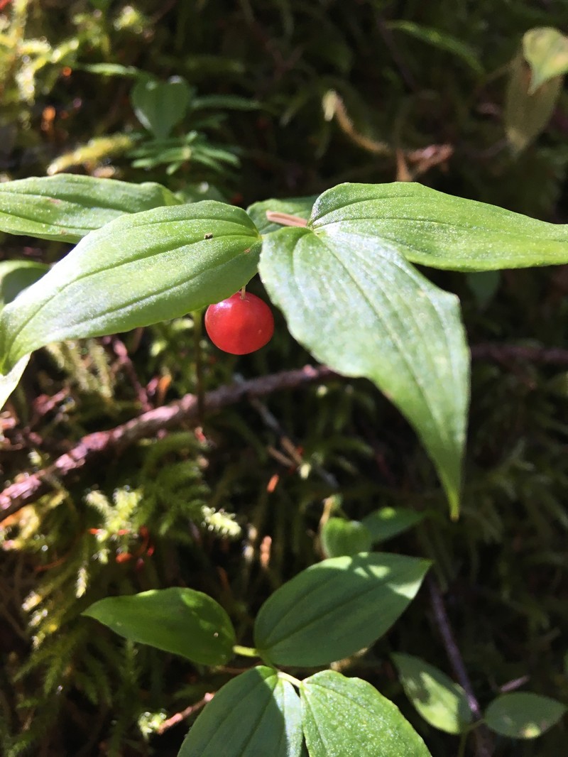 Streptopus streptopoides var. streptopoides photo 8