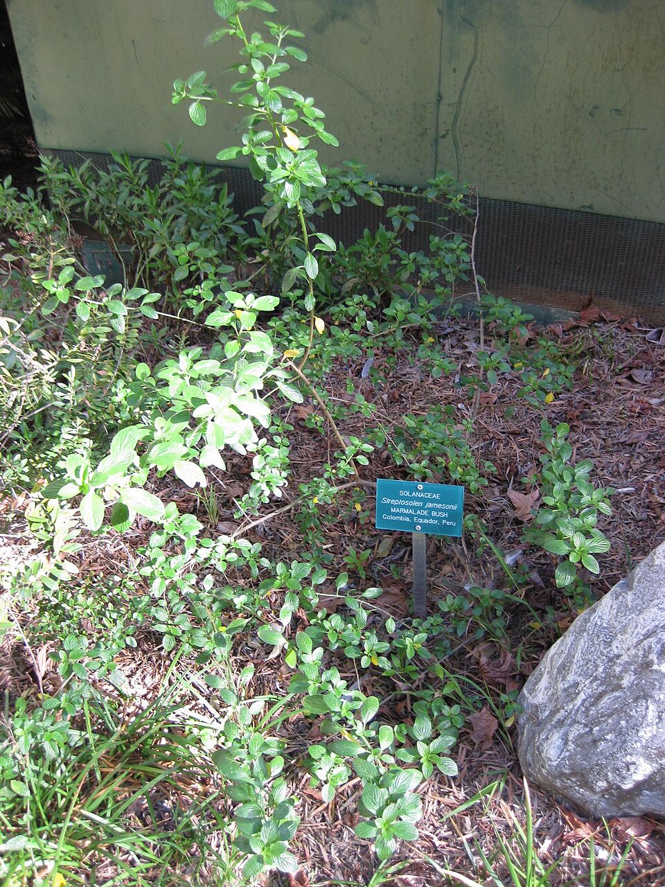 Marmalade Bush photo 2
