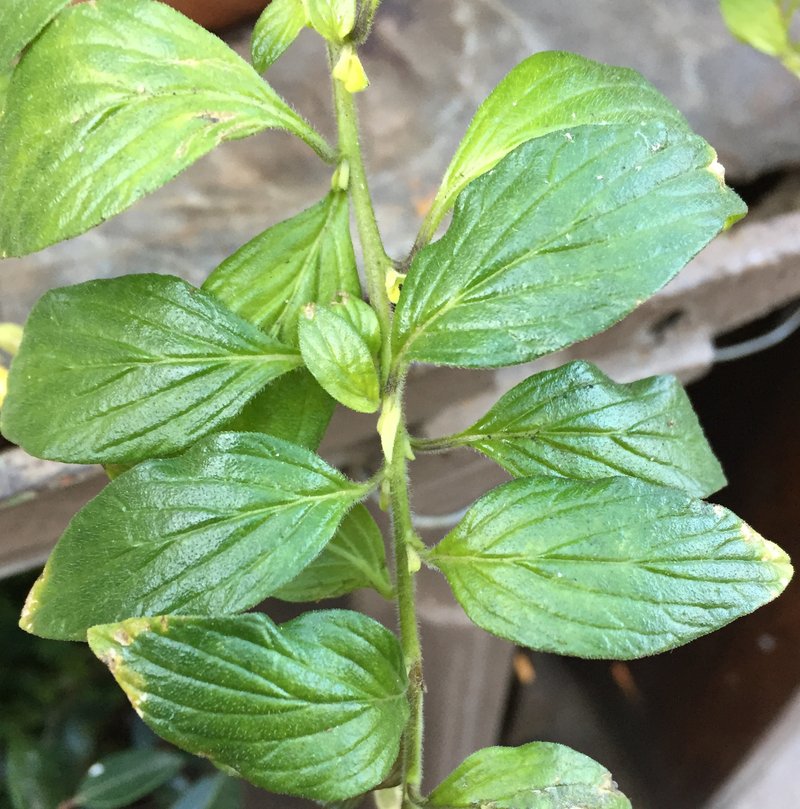 Marmalade Bush photo 3
