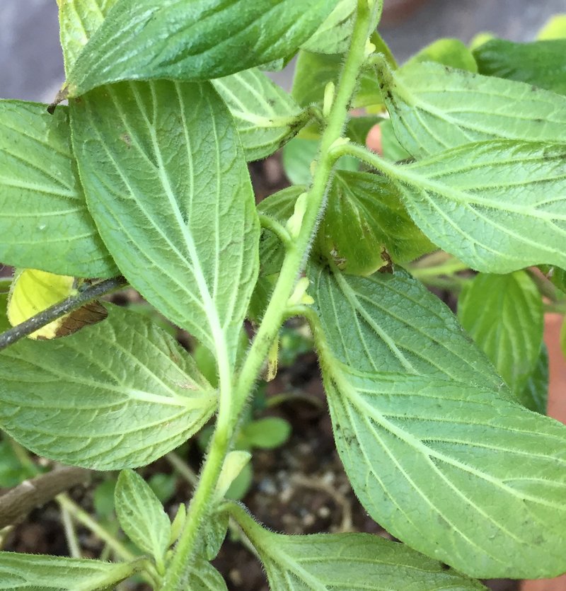 Marmalade Bush photo 4
