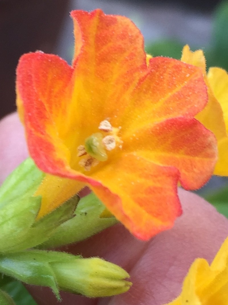 Marmalade Bush photo 5