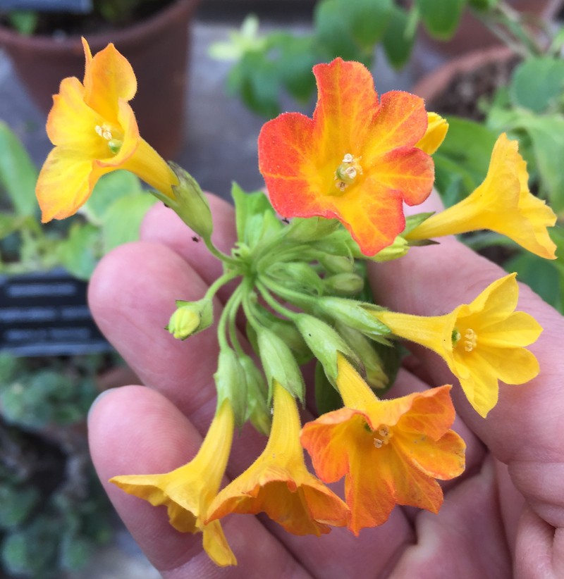 Marmalade Bush photo 6