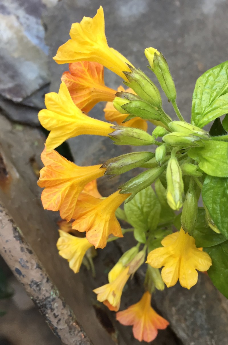 Marmalade Bush photo 7