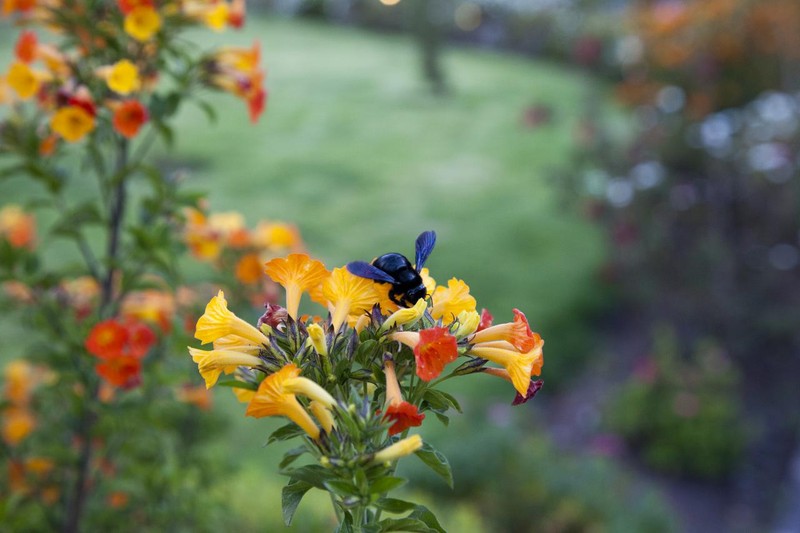 Marmalade Bush photo 8
