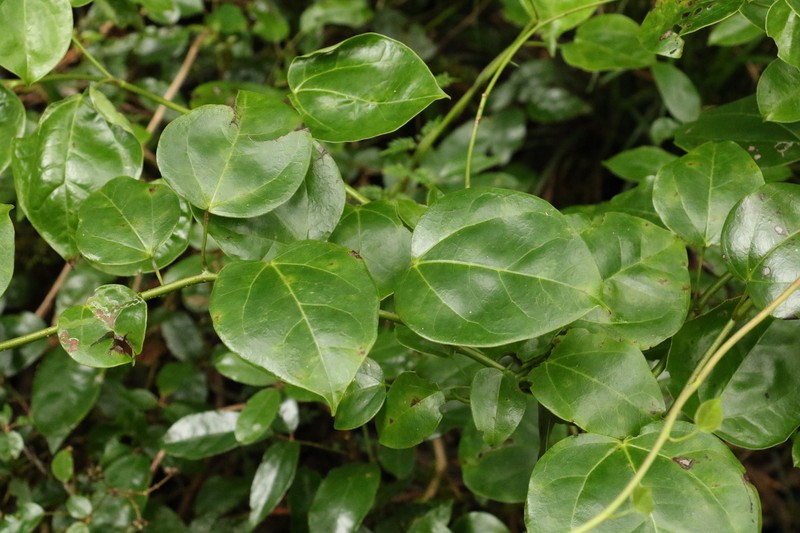 Streptothamnus moorei