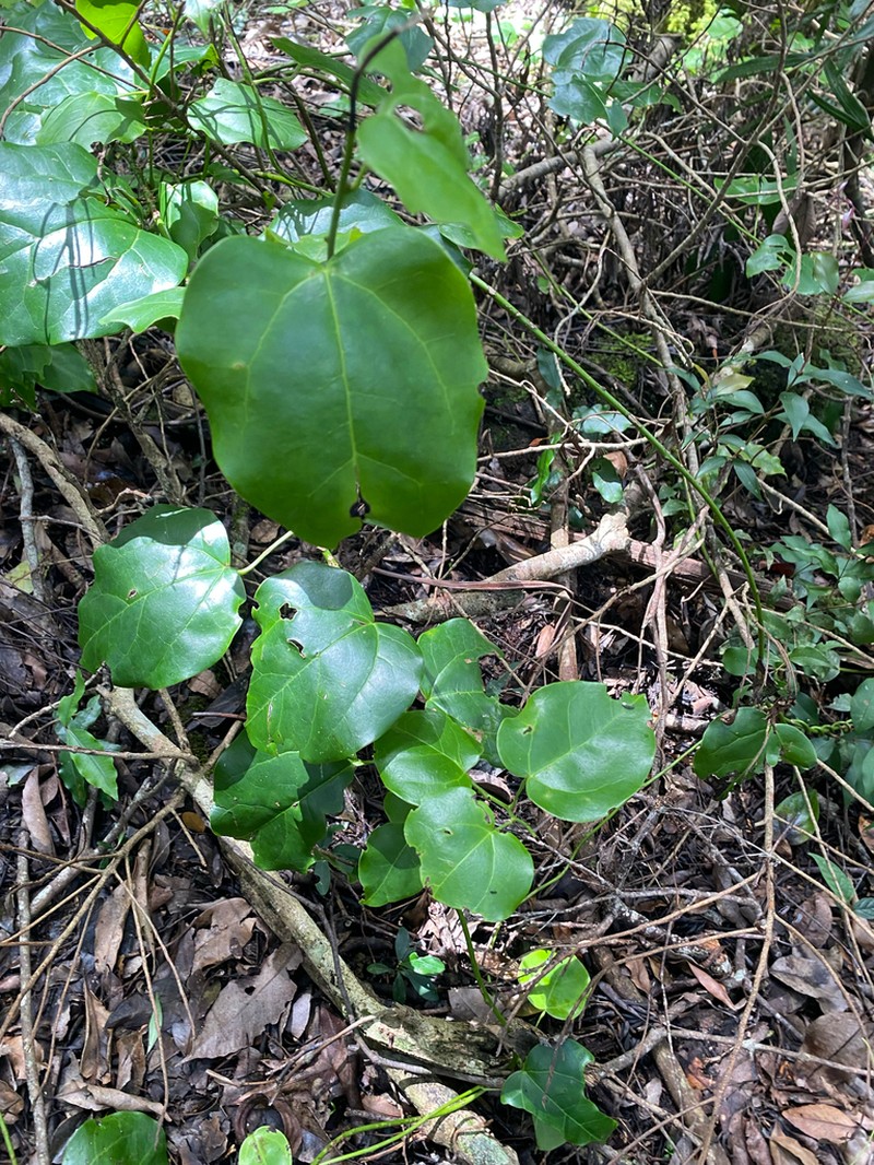 Streptothamnus moorei photo 2