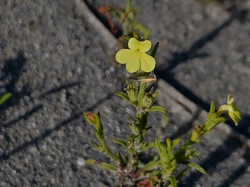 Asiatic Witchweed photo 3