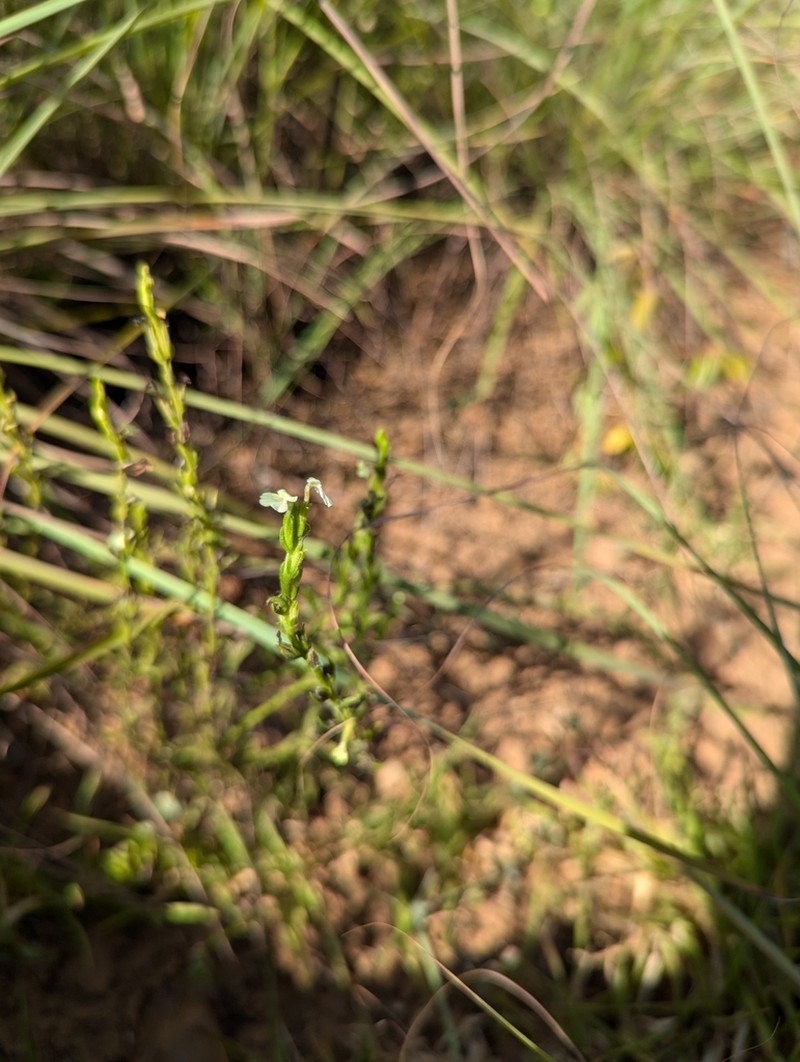 Asiatic Witchweed photo 4