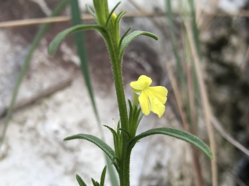 Asiatic Witchweed photo 5
