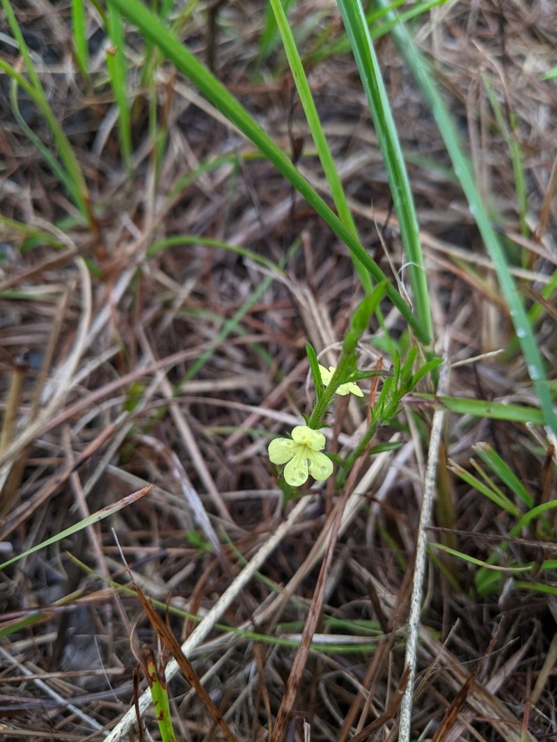 Asiatic Witchweed photo 6
