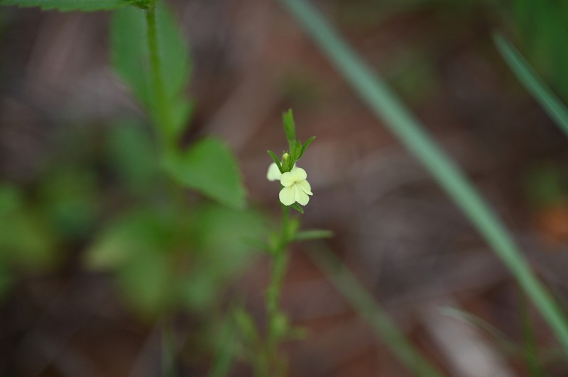 Asiatic Witchweed photo 7