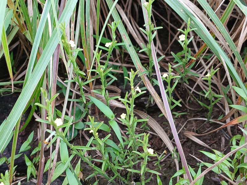 Asiatic Witchweed photo 5