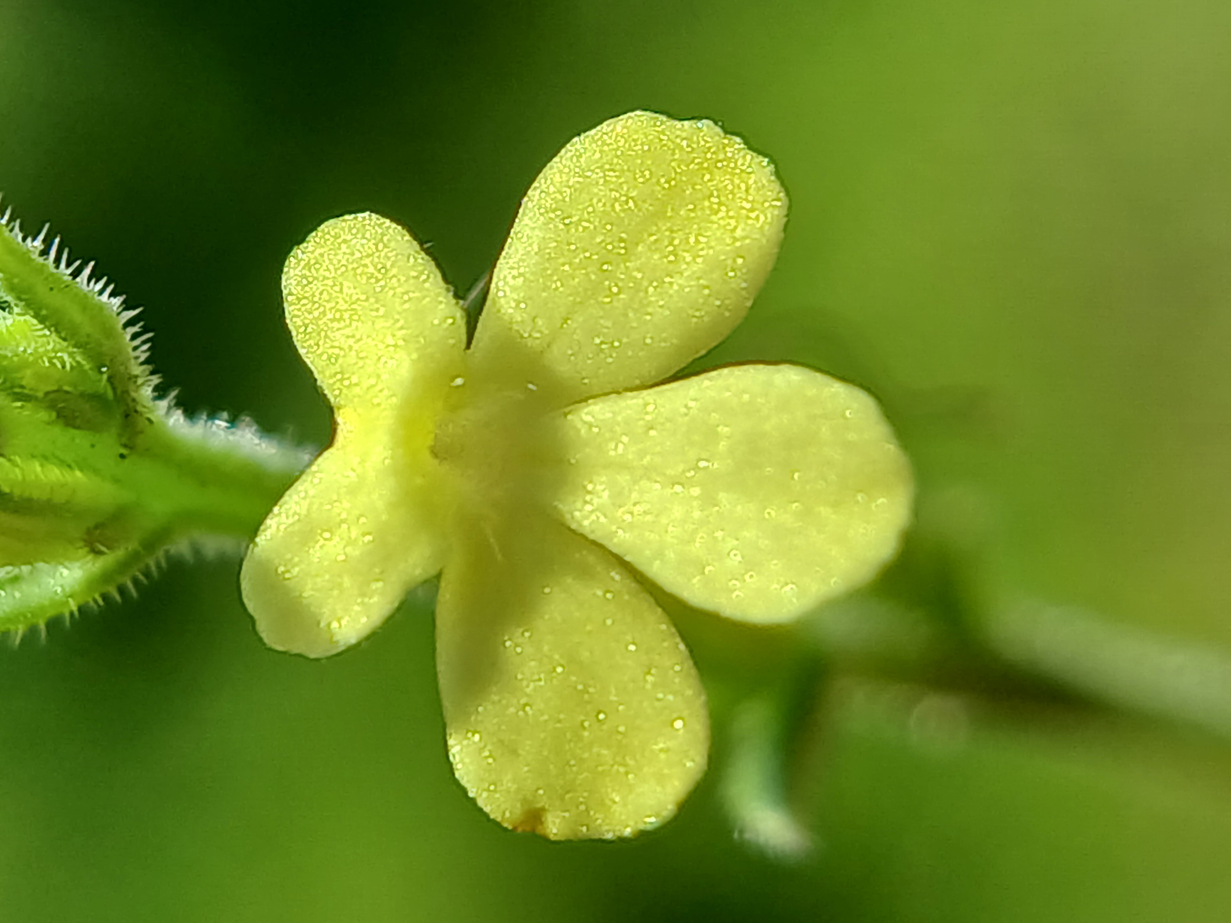 Asiatic Witchweed photo 6