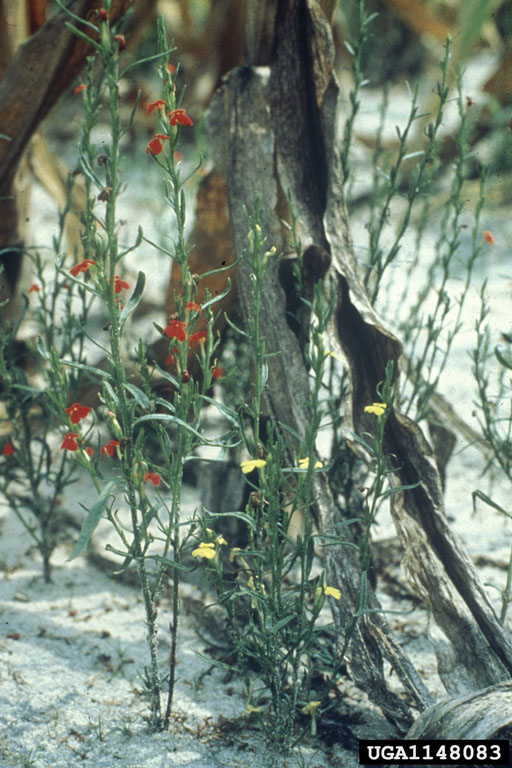 Asiatic Witchweed