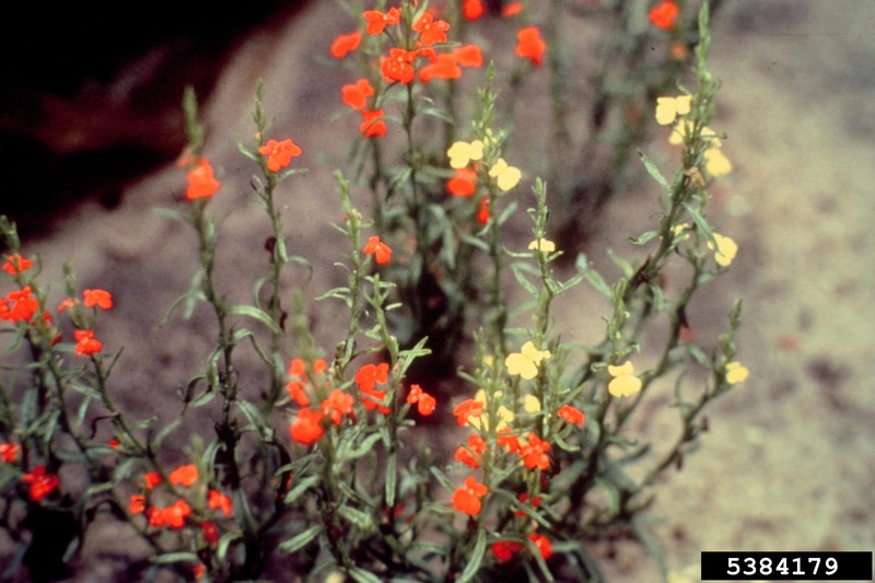 Asiatic Witchweed photo 2